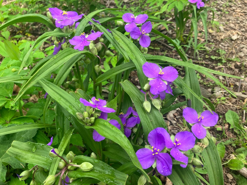 Spider Wort and Unintentional Elder Abuse (Day 88)