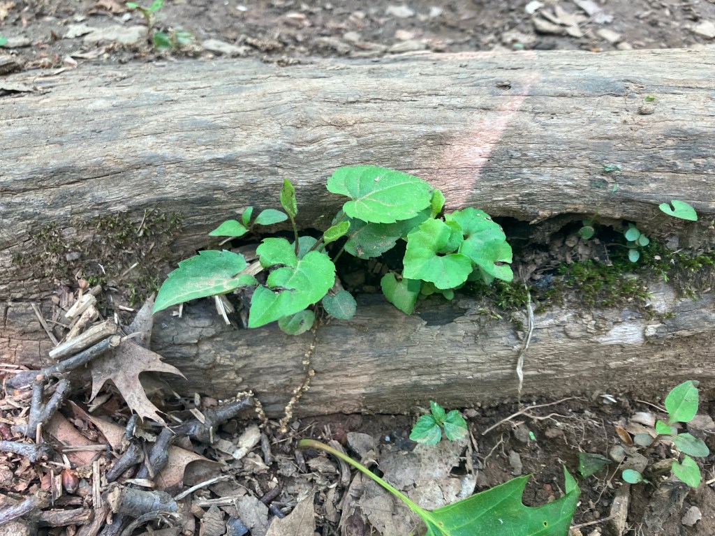 Memento Mori (Day&nbsp;93)