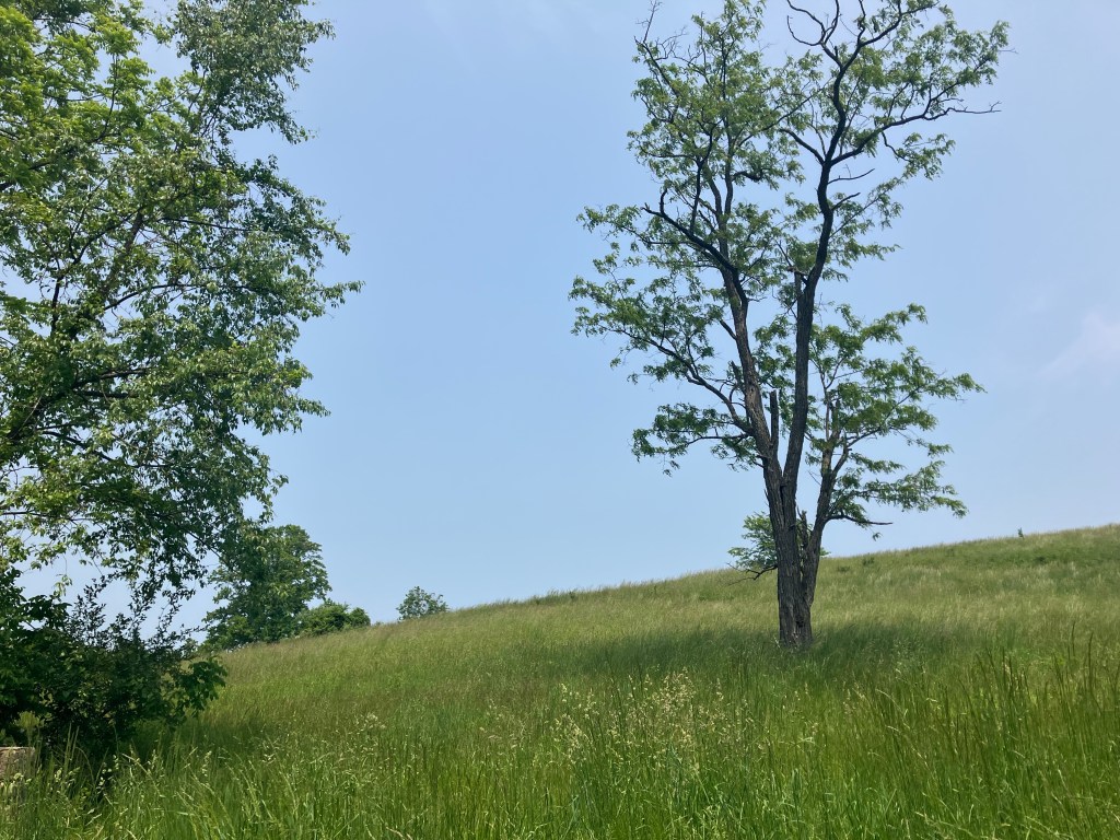 Pocket Forests (Day&nbsp;99)