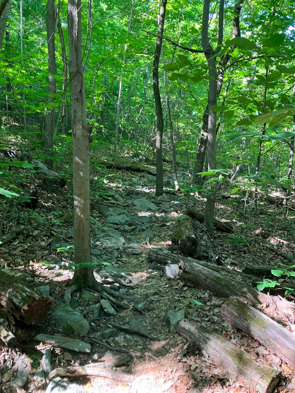 Doug Versus the Appalachian Trail Conservancy—But Not Really (Day&nbsp;101)