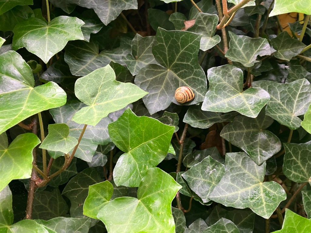 Harpers Fairy (Day&nbsp;103)