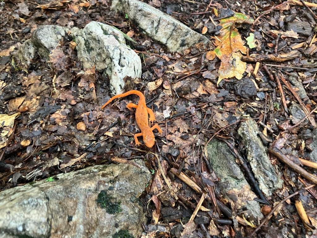 Make Salamanders, Not Gerrymanders (Day&nbsp;120)