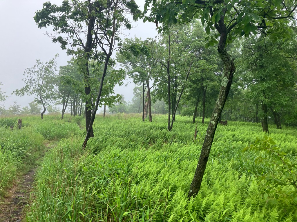 Wet Hot American Summer (Day&nbsp;126)