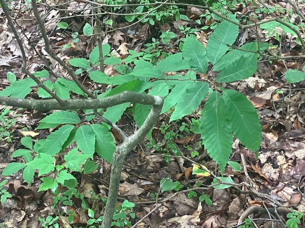 American Chestnut (Day&nbsp;135)