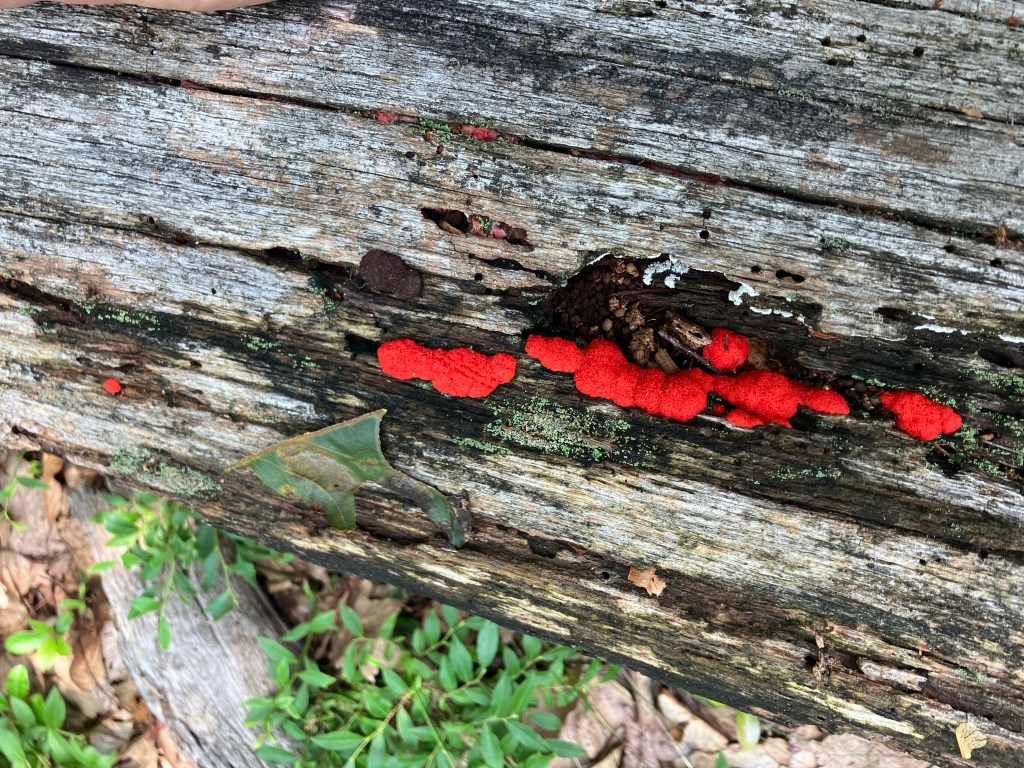 The Toad Road to Jersey (Day&nbsp;132)