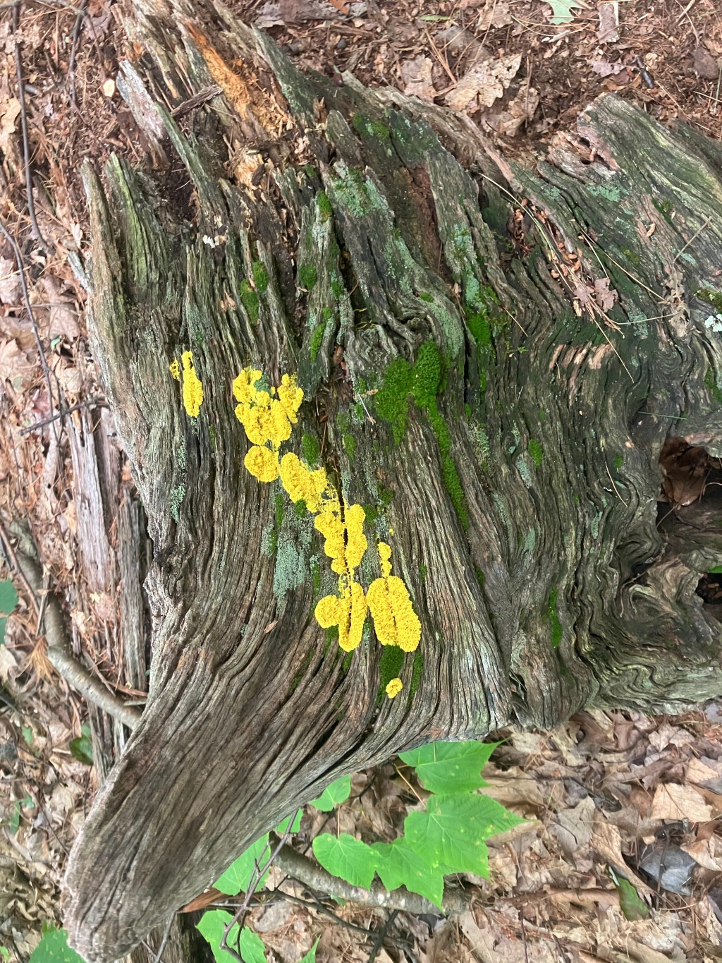 Those Sons of Bitches! (Day&nbsp;133)